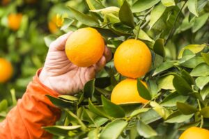 Florida Indian River Groves citrus fundraiser in Knoxville, TN