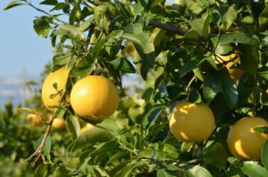 florida indian river groves citrus fundraiser in Nashville, TN