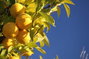 florida indian river groves citrus fundraiser in virginia beach va