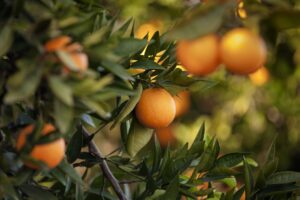 florida indian river groves navel oranges