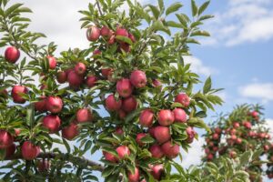 florida indian river groves fruit sale fundraiser in augusta ga